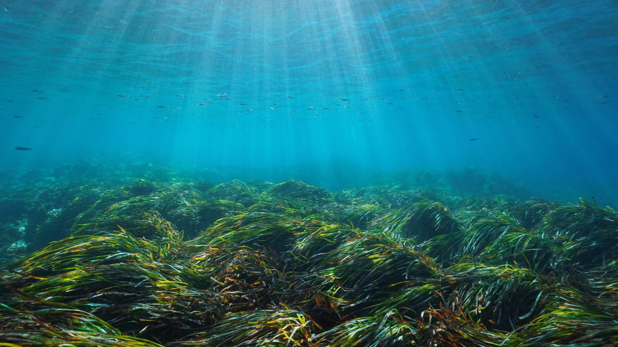 Posidonia meadows : An essential seagrass for marine life