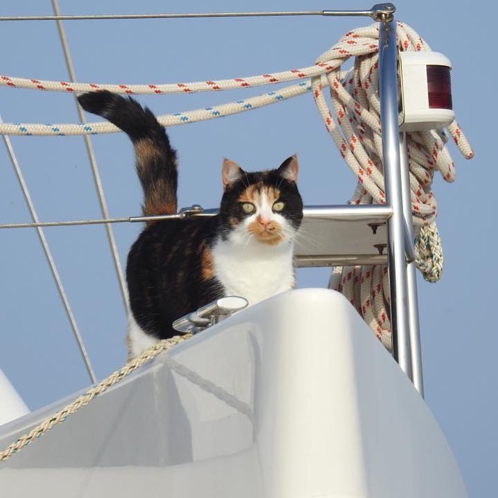 Purrfect spot for Jessie the sailing cat. 