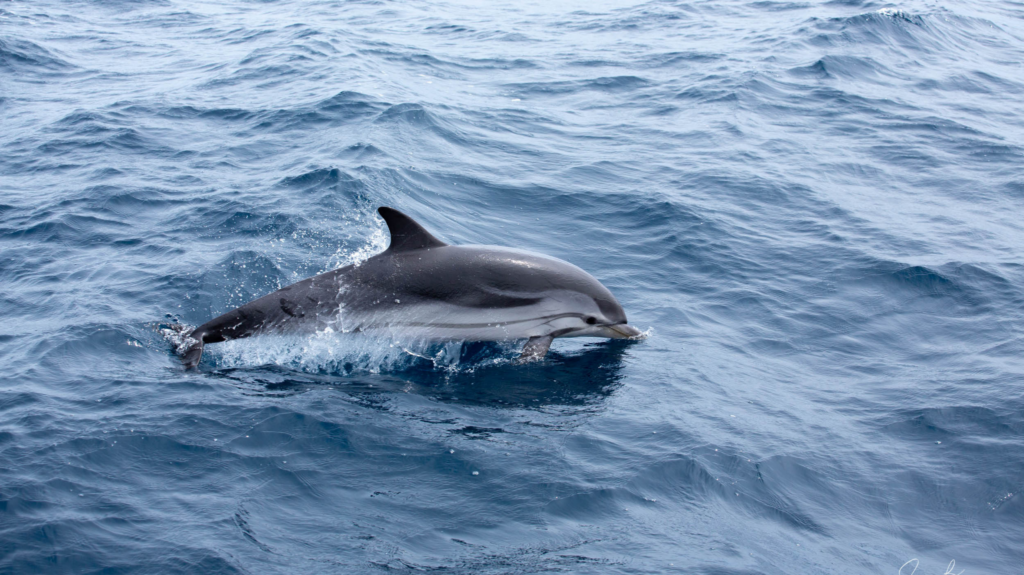 striped dolphin