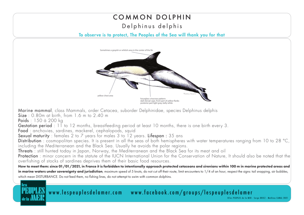 the common dolphin