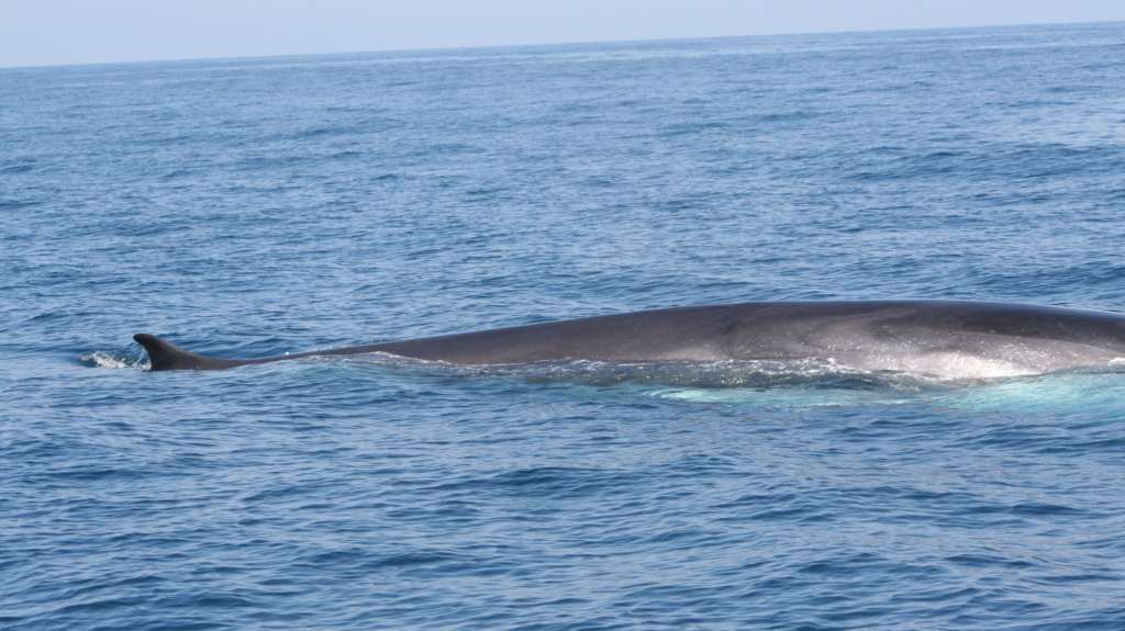 Peoples of the Sea the fin whale