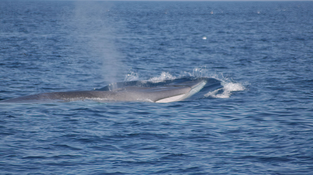 Peoples of the Sea the fin whale