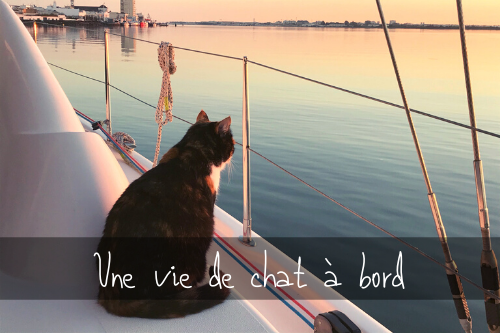 Cat_on_sailboat_deck