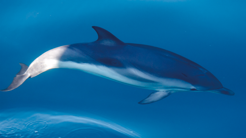 Le dauphin Bleu et blanc, les peuples de la mer
