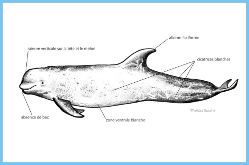 Le dauphin de Risso