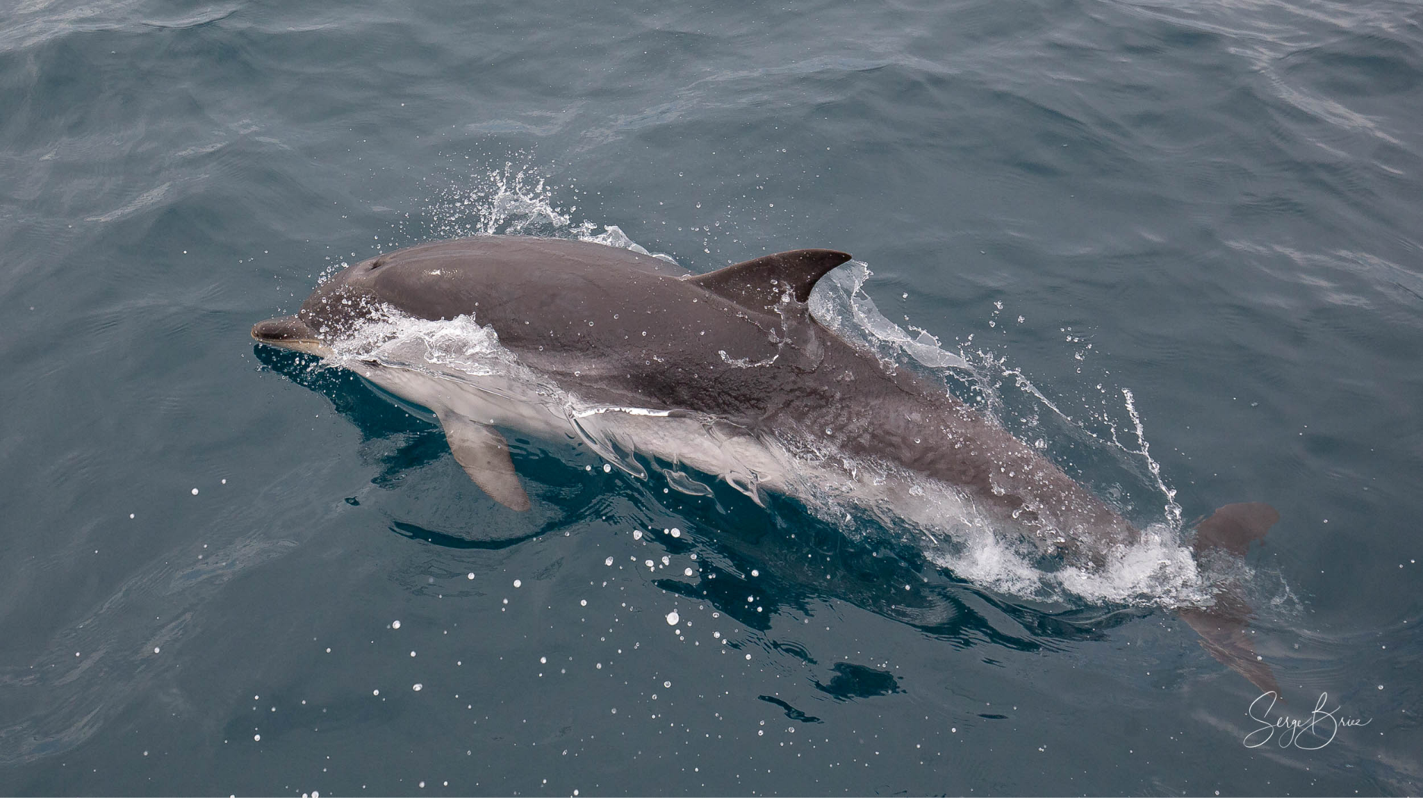 Les Peuples De La Mer : Le Dauphin Bleu Et Blanc - Navily Le Blog