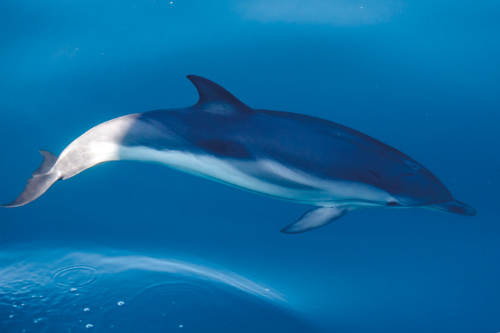 Les Peuples De La Mer : Le Dauphin Bleu Et Blanc - Navily Le Blog