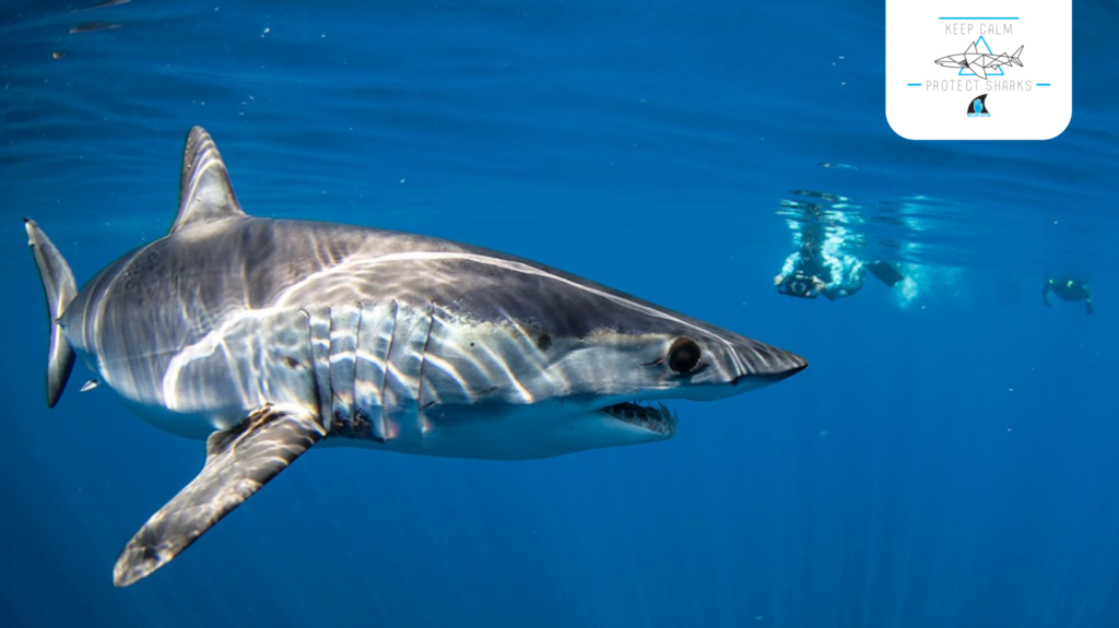 Ailerons - protéger les requins et raies de Méditerranée (7)