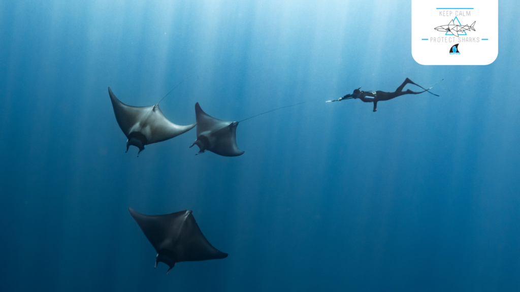 Ailerons - protéger les requins et raies de Méditerranée (9)