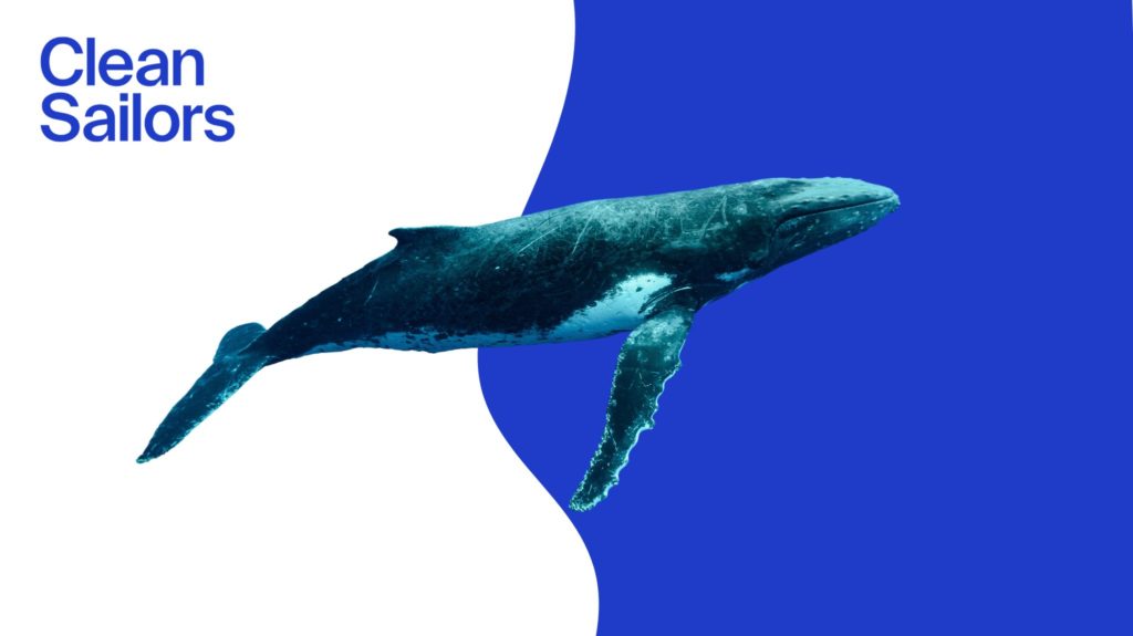 Clean Sailors _ Les baleines, nos Géants du Climat