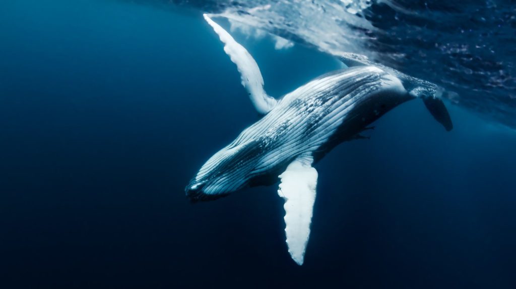Clean Sailors _ Les baleines, nos Géants du Climat (2)