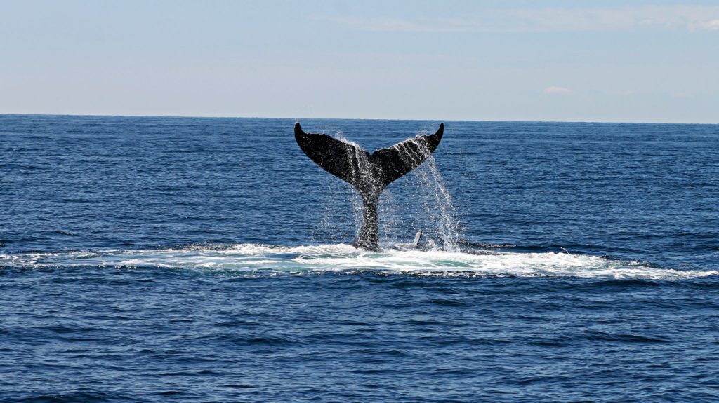 Clean Sailors _ Les baleines, nos Géants du Climat (5)